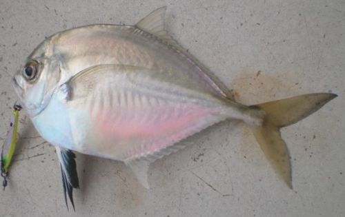 Cleftbelly trevally